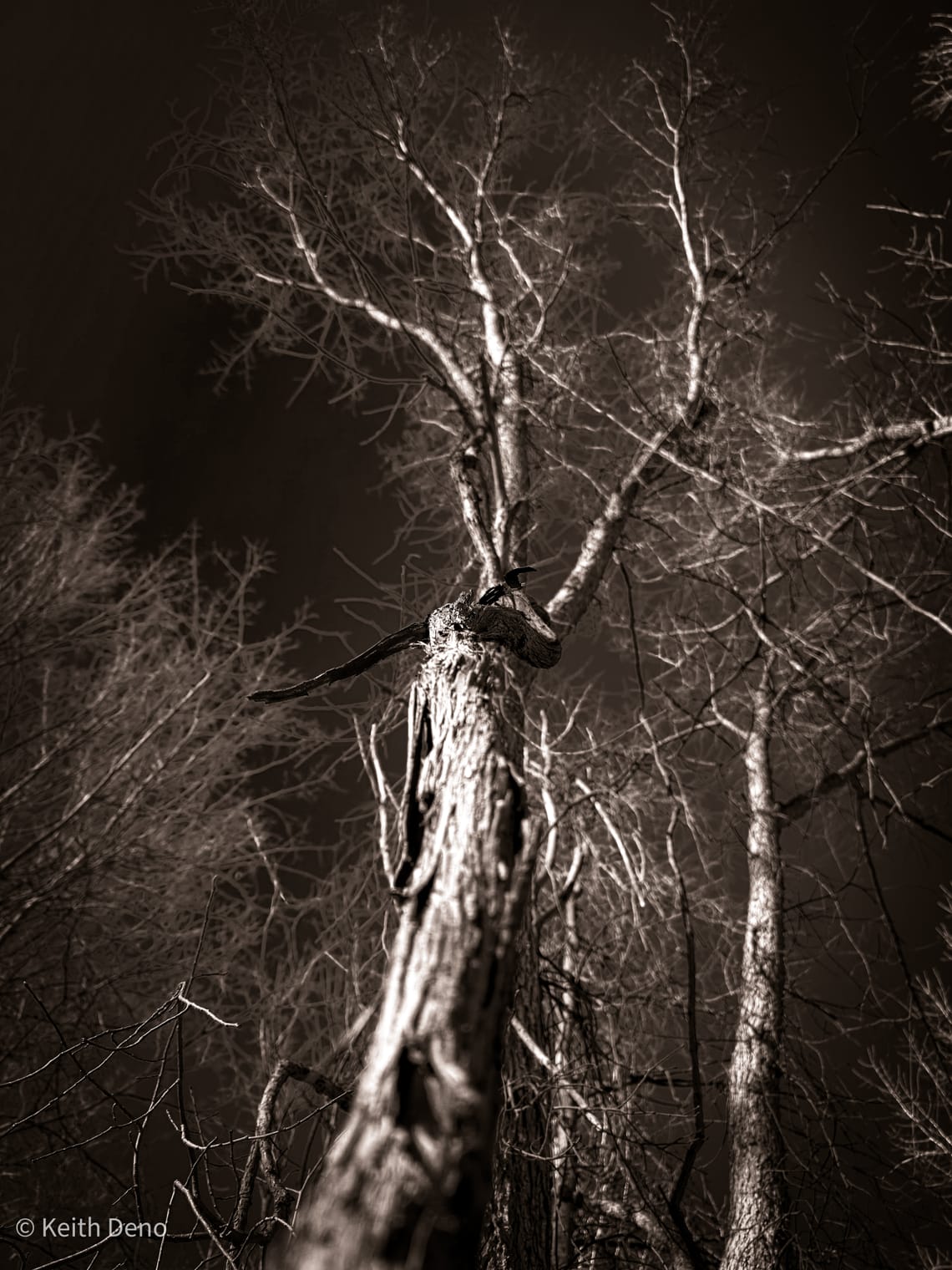 Welcome to Knotted Stone